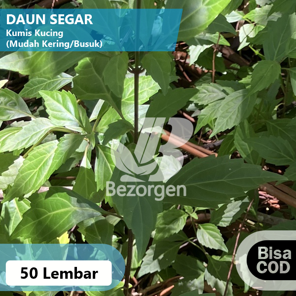 

Daun Kumis Kucing Segar 50 Lembar Obat Herbal