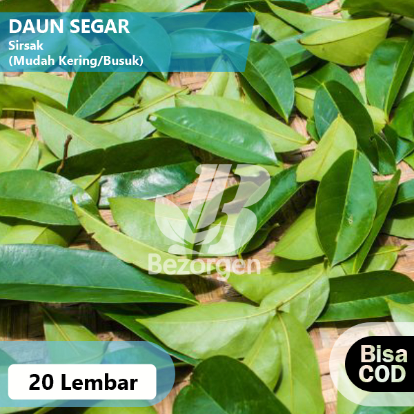 

Daun Sirsak Segar 20 Lembar