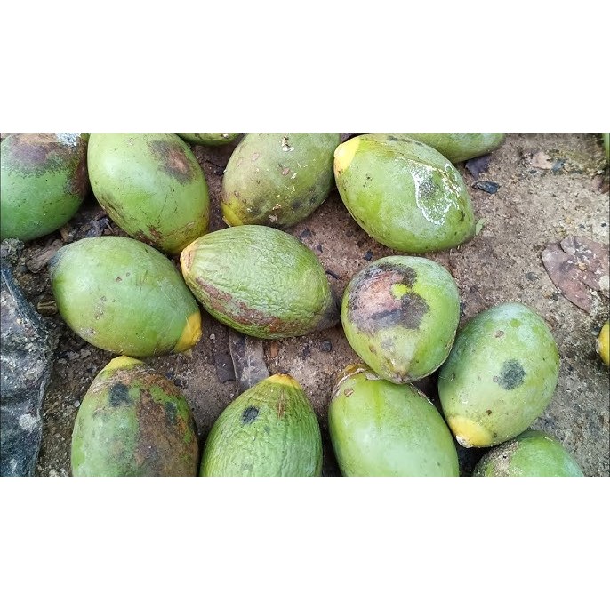 Bibit Tanaman Kedondong Hutan - Harga Super Murah - Banyak Manfaat Kesehatannya