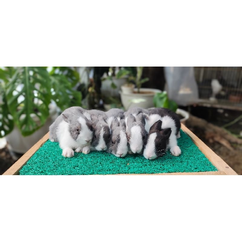 kelinci hias dutch