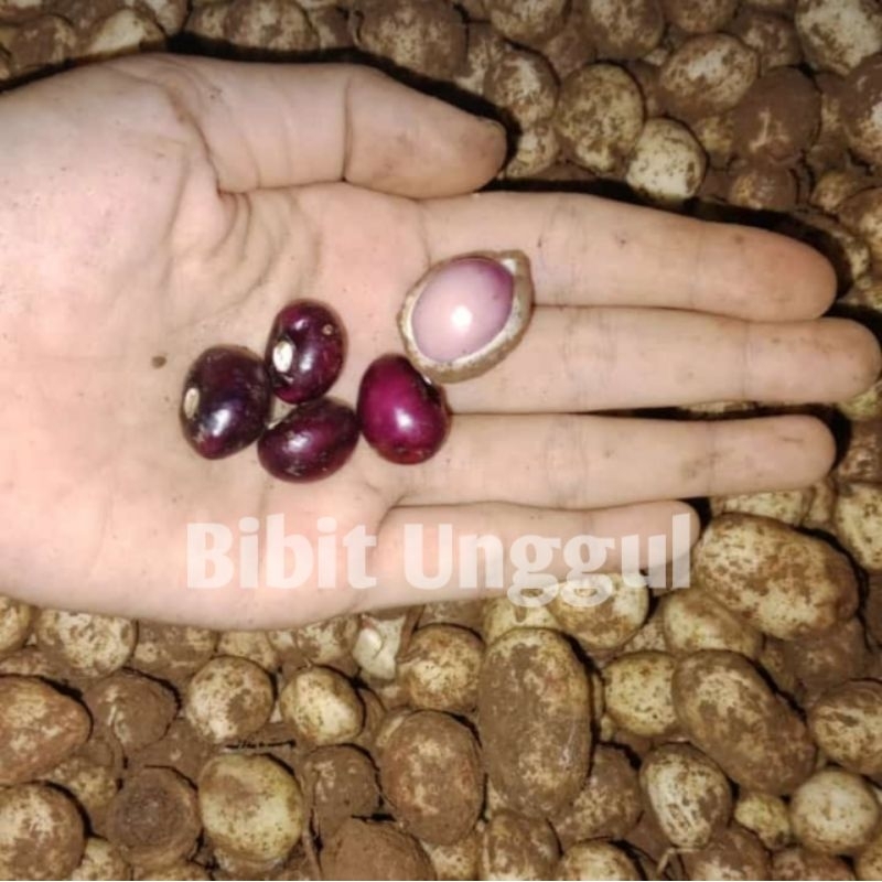 

1 Kg Kacang Polong Fresh Mentah