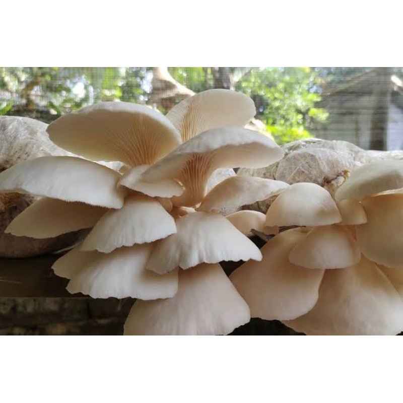 

jamur putih (jamur tiram)500g