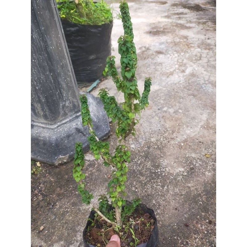 wareng bintang import