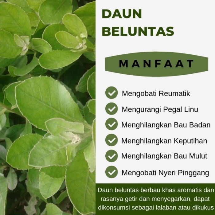 

DAUN HERBAL BELUNTAS / DAUN HERBAL LUNTAS / 10 DAUN