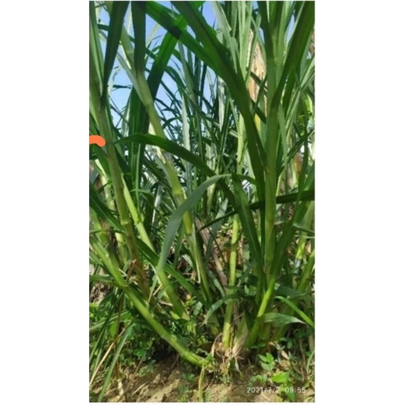 bibit rumput gama umami 1kg