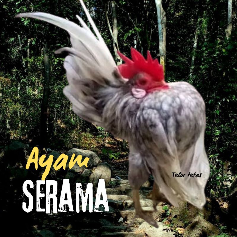 

telur ayam Serama kontes asli pendek bisa di tetaskan