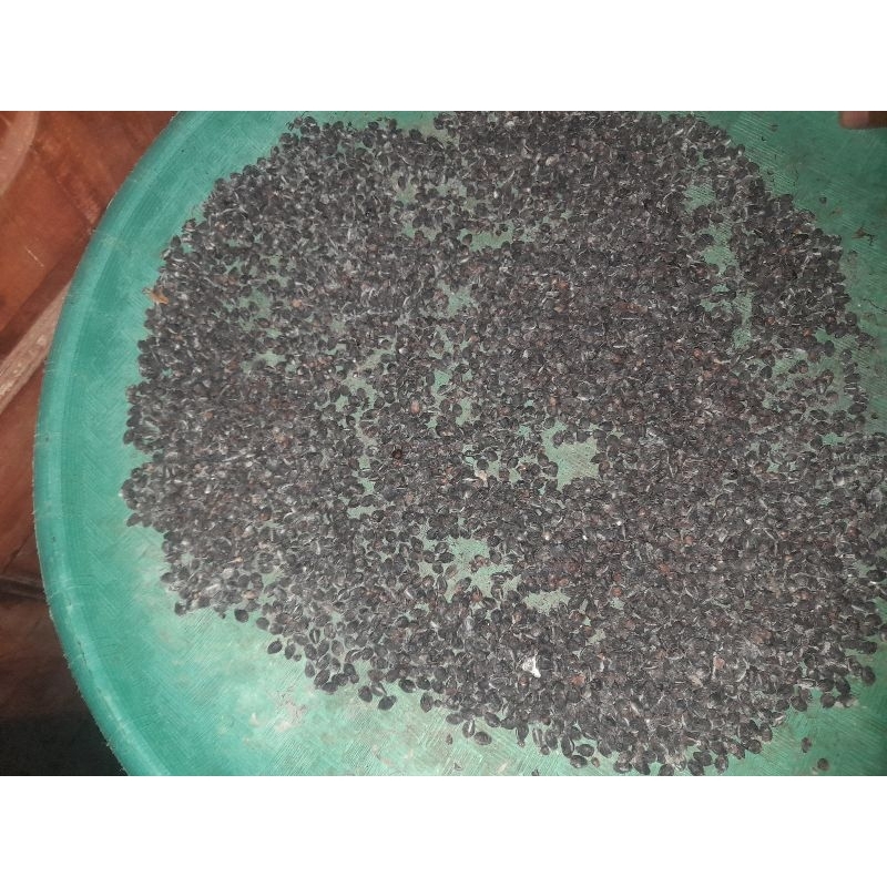 Bibit Biji Palem Merah