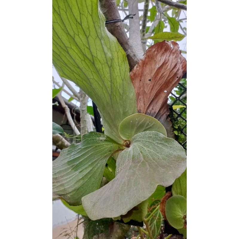 platycerium angolense / elephan silver anakan