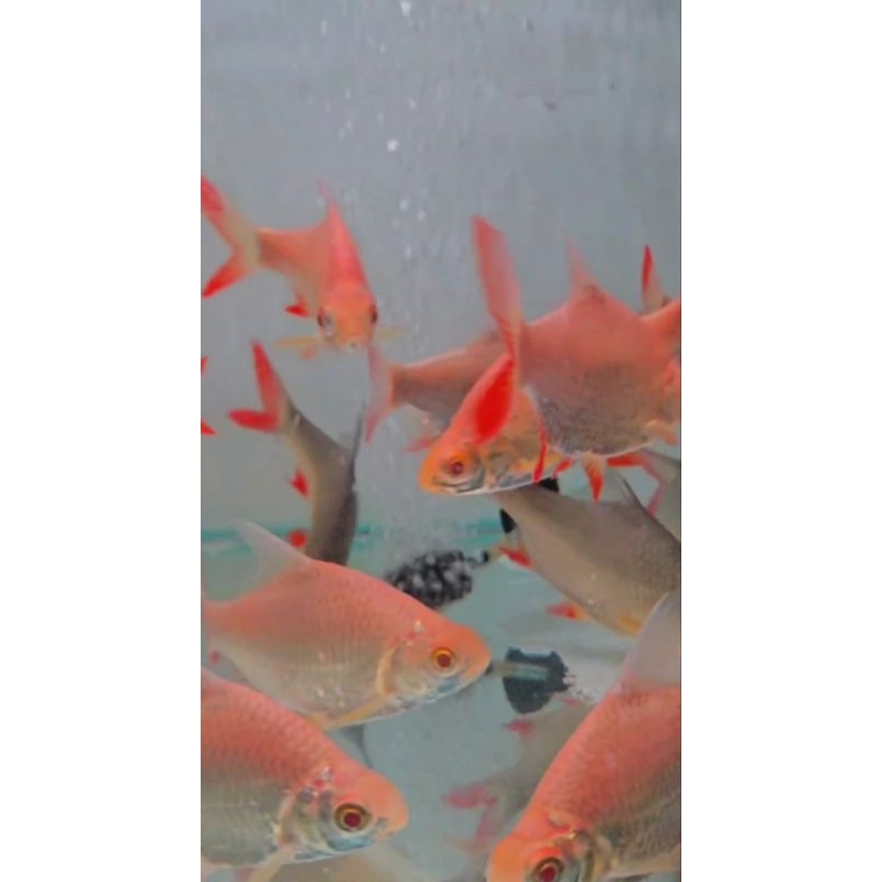 kaviat albino & kaviat green ekor merah ukuran 9-10cm per ekor