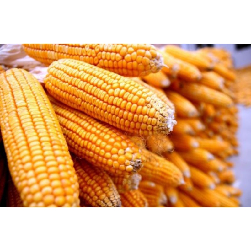 

JAGUNG PAKAN TERNAK TERBAIK