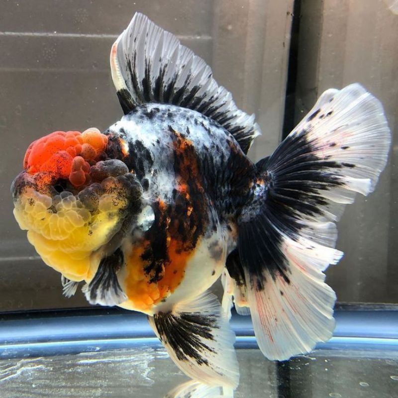 Ikan Hias Koki Oranda Calico Size M Koki Oranda Calico Leopard Tri Color Goldfish Hiasan Aquarium Ko