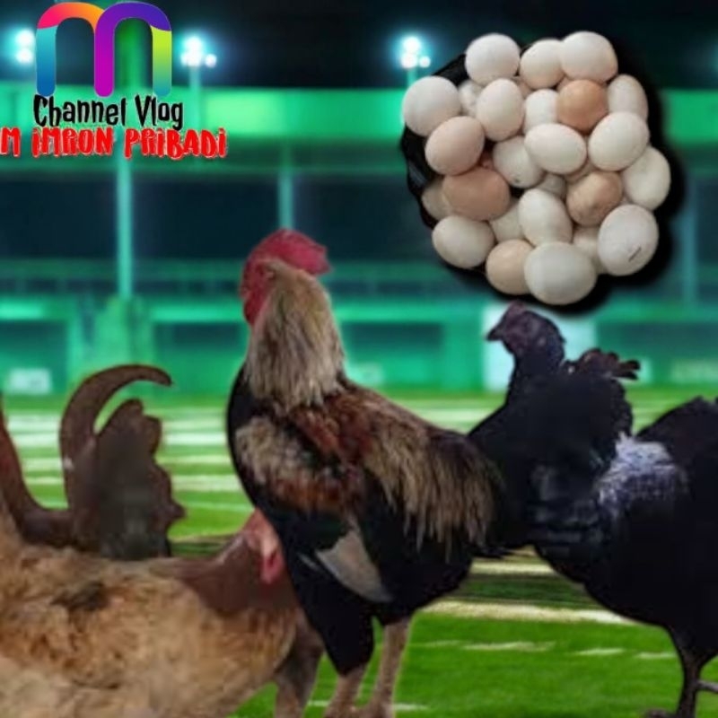 

IMRON PRIBADI Paket 3 Pcs TELUR FERTIL AYAM KUB2 Jalur Petelur Kwalitas Super Jaminan Menetas Hasil Peternak Profesional