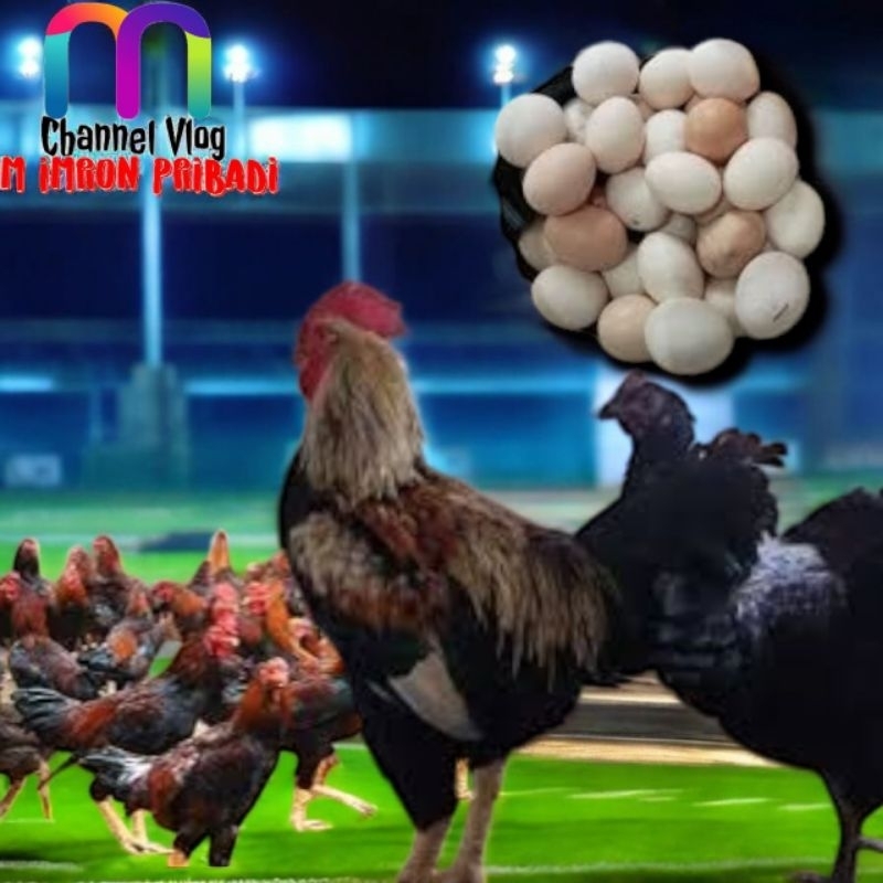 

IMRON PRIBADI Paket 30 Pcs TELUR FERTIL AYAM KUB2 Jalur Petelur Kwalitas Super Jaminan Menetas Hasil Peternak Profesional