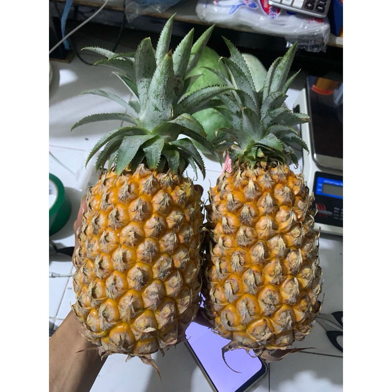 

Nanas Madu Asli Kupas Jumbo