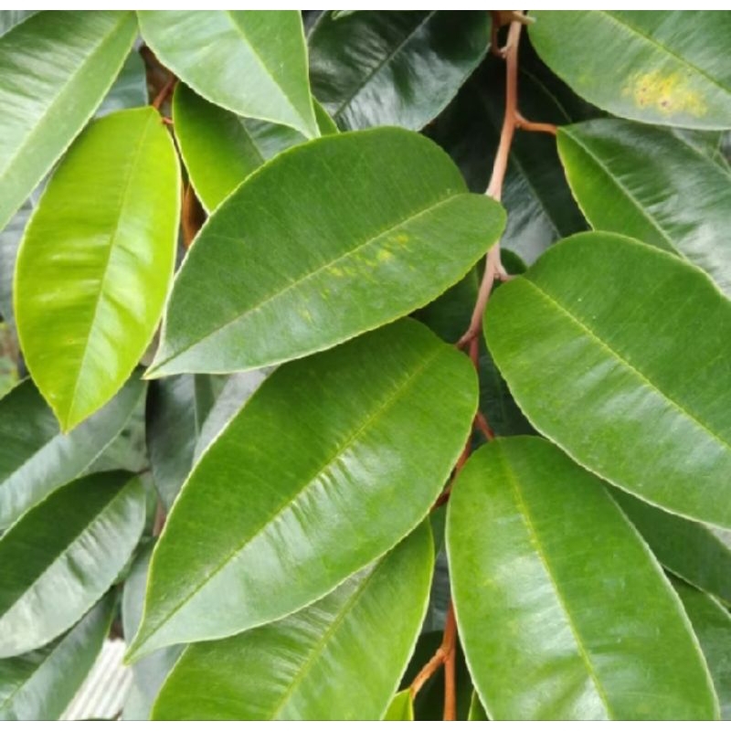 

daun sawo herbal 50 lembar