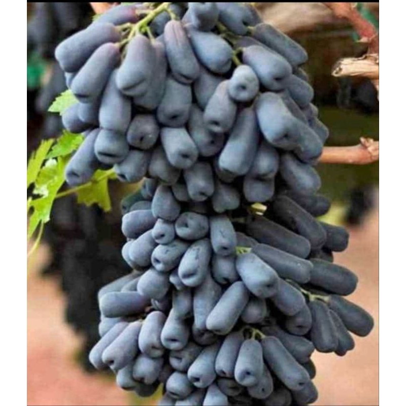 

bibit anggur import moondrop gravting falid