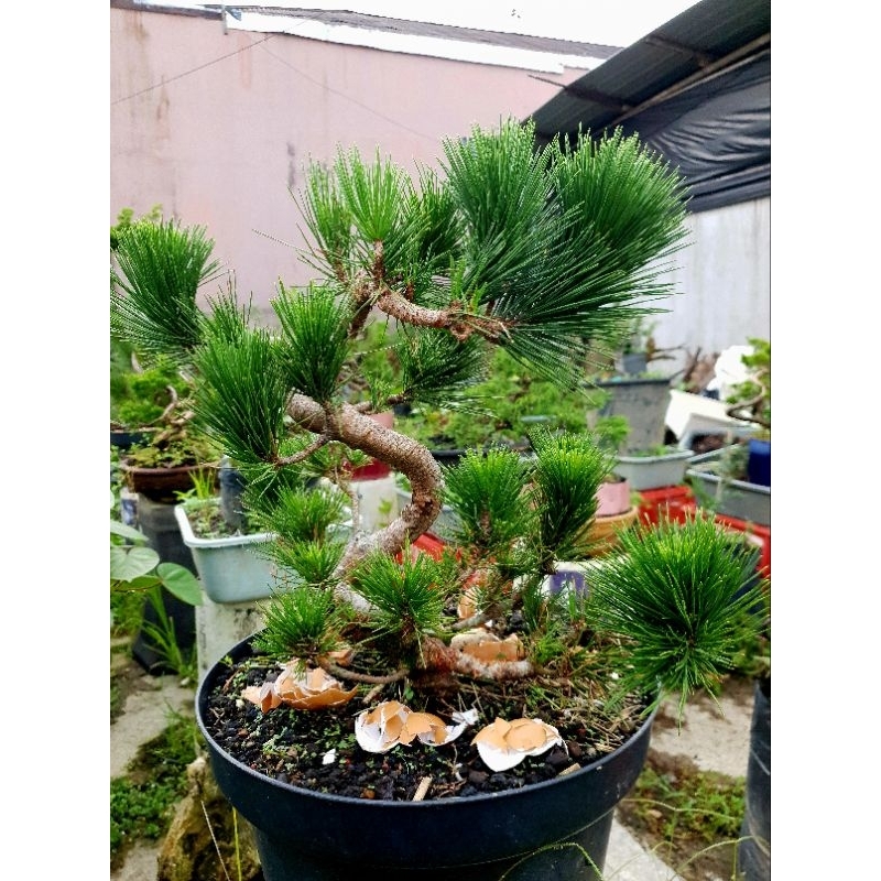 bonsai japanes black pine