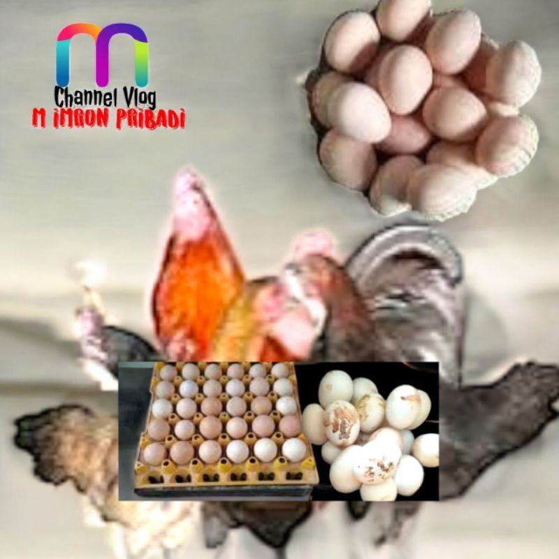 

IMRON PRIBADI Paket 3 Pcs TELUR FERTIL AYAM KUB2 Jalur Silangan Ayam Materi PEDAGING Kwalitas Super Jaminan Menetas Hasil Peternak Profesional