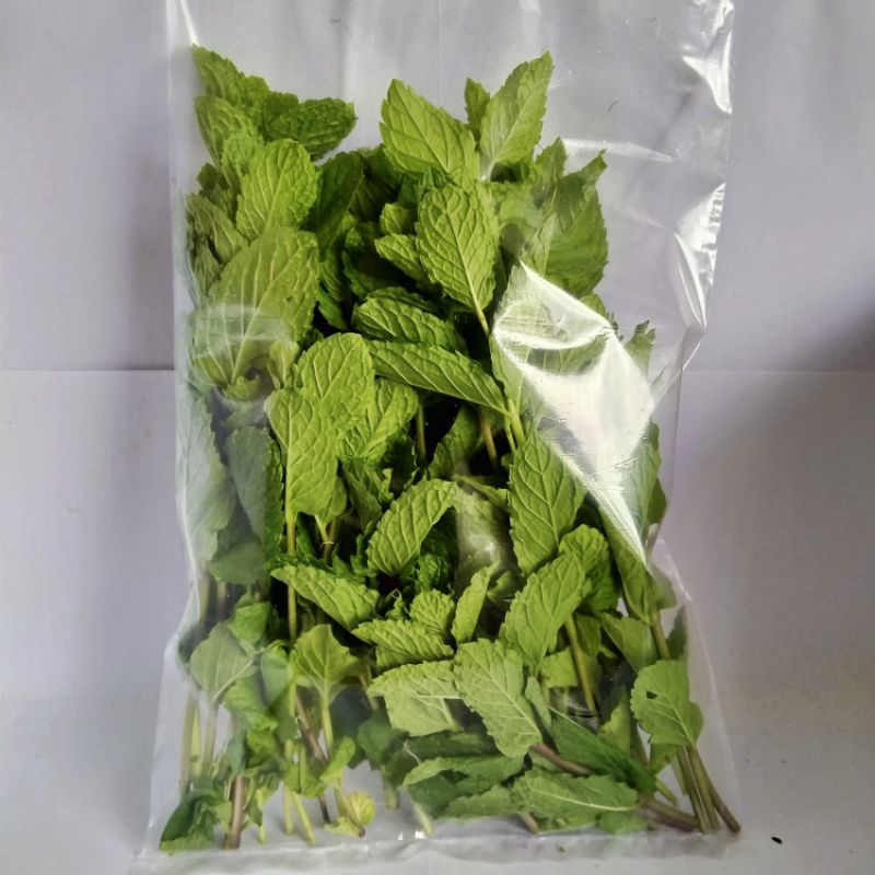 

Daun mint segar fresh dipetik dadakan untuk konsumsi