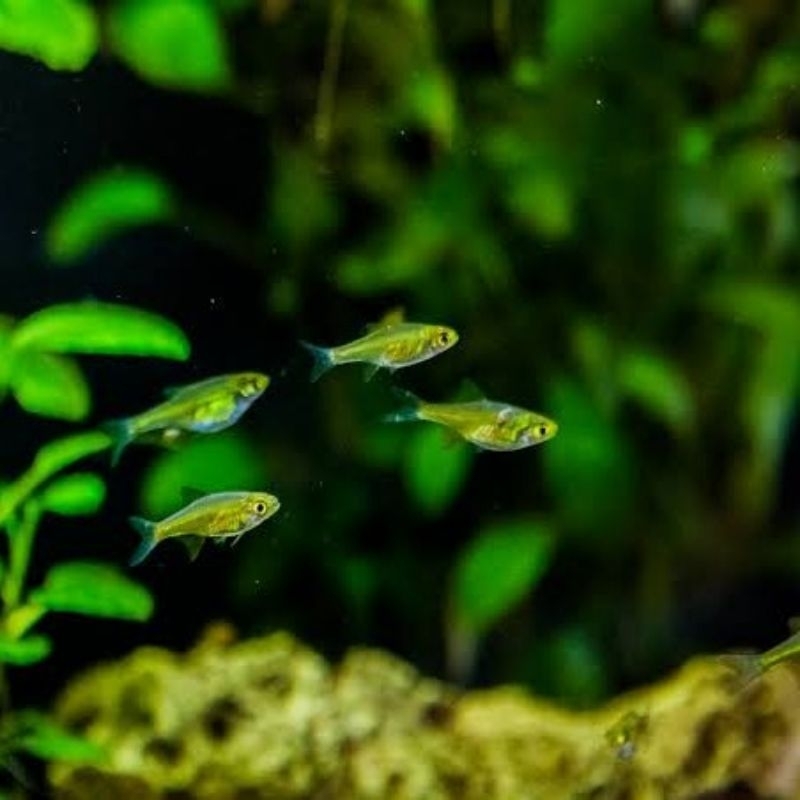 Rasbora kubotai