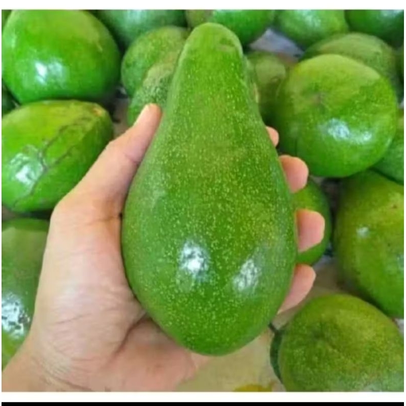 

Alpukat mentega