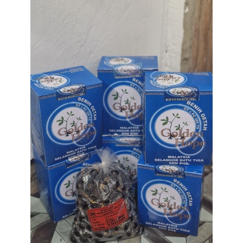 BIBIT KARET GT PB 260 NEW GOLDEN HOPE