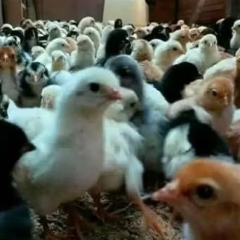 DOC / BIBIT AYAM KAMPUNG ASLI (AKA)