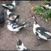 ENTOK / ENTOG / MENTOK DEWASA SIAPAN TERNAK