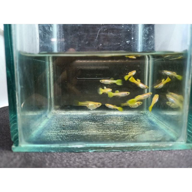Hiasan Aquarium Guppy Blonde Yellow Micariff