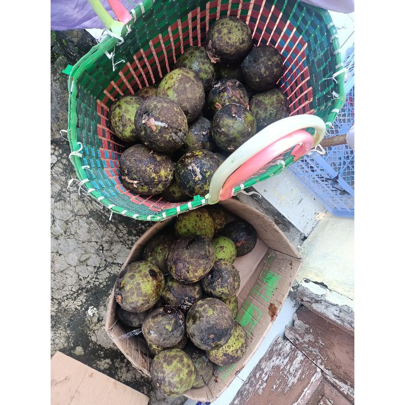 

mbawang, buah bawang