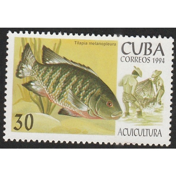

A 11982 SATU BUAH PRANGKO CUBA TEMA SATWA IKAN TILAPIA MELANOPLEURA DENGAN KONDISI BELUM ADA CAP