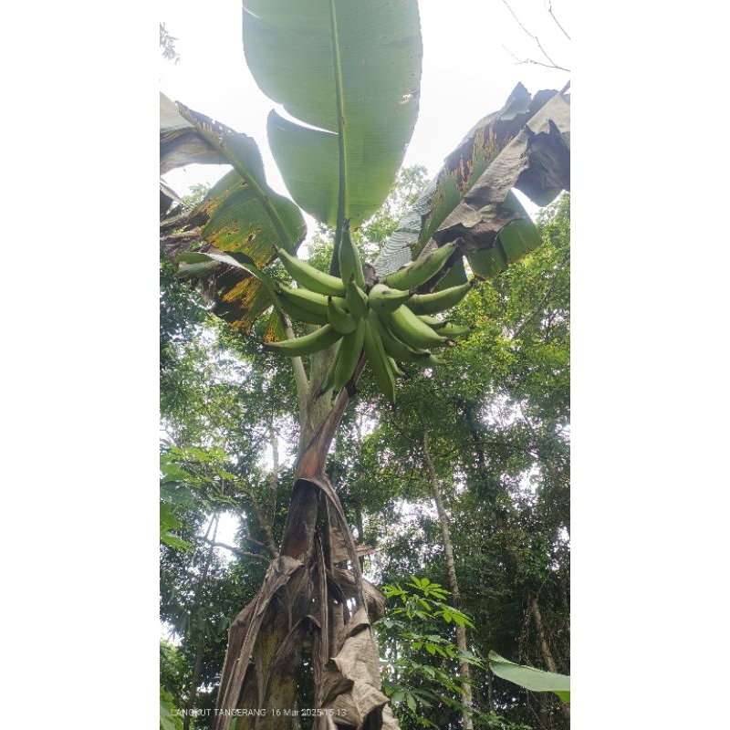 bibit pisang tanduk super