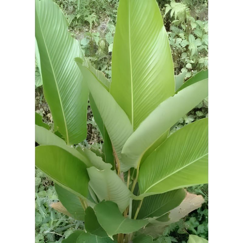 

Daun patat segar 50 lembar