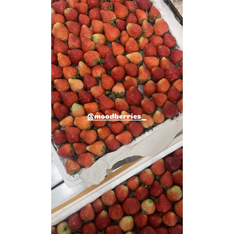 

strawberry ciwidey