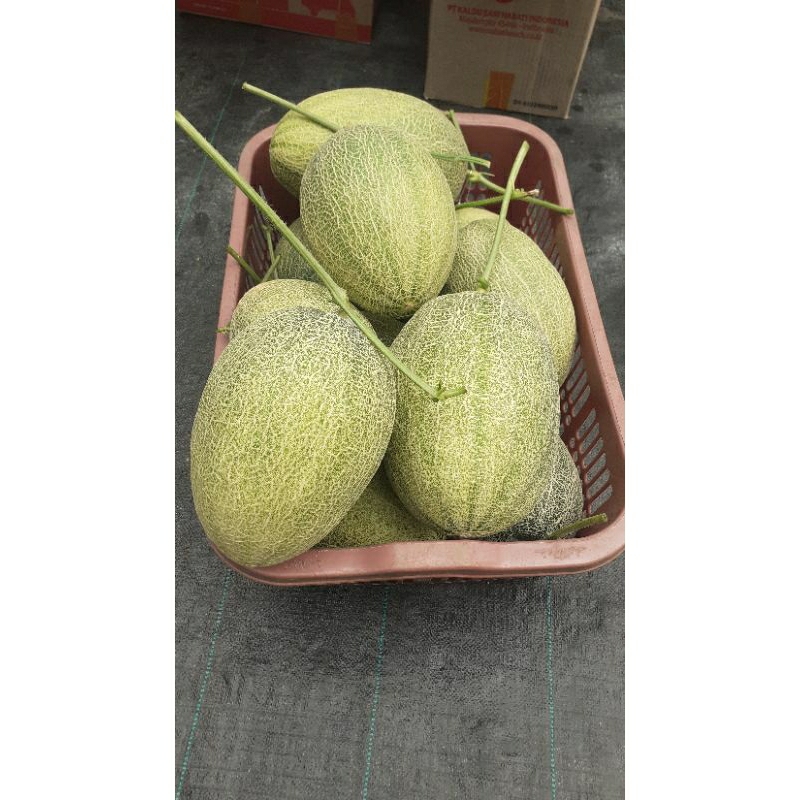 

melon sweethami 1.9 kg