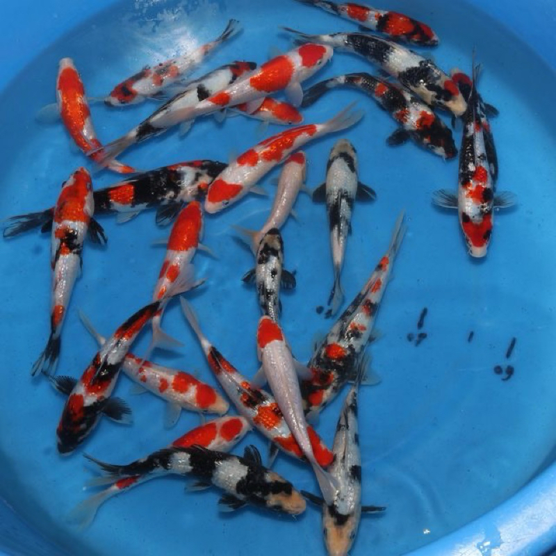 

paket 5 ekor koi mix berkualitas size 20-24cm