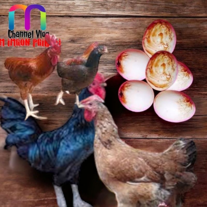 

IMRON PRIBADI Paket 2 pcs TELUR AYAM PERAWAN TEMBEYAN Ayam Kampung KUB2 Asli Ayam Perawan Telur Pertama Keluar