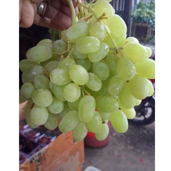

Anggur Hijau Thompson Seedless