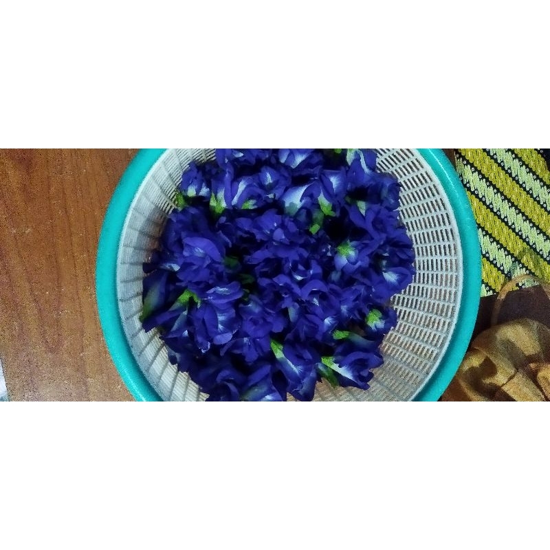 

Khusus Batam Bunga Kupu biru segar 20 kuncup
