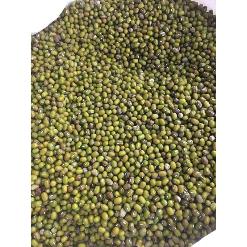 

Kacang Hijau