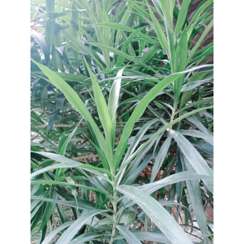 

Daun suji segar organik 1 ikat 25 lembar