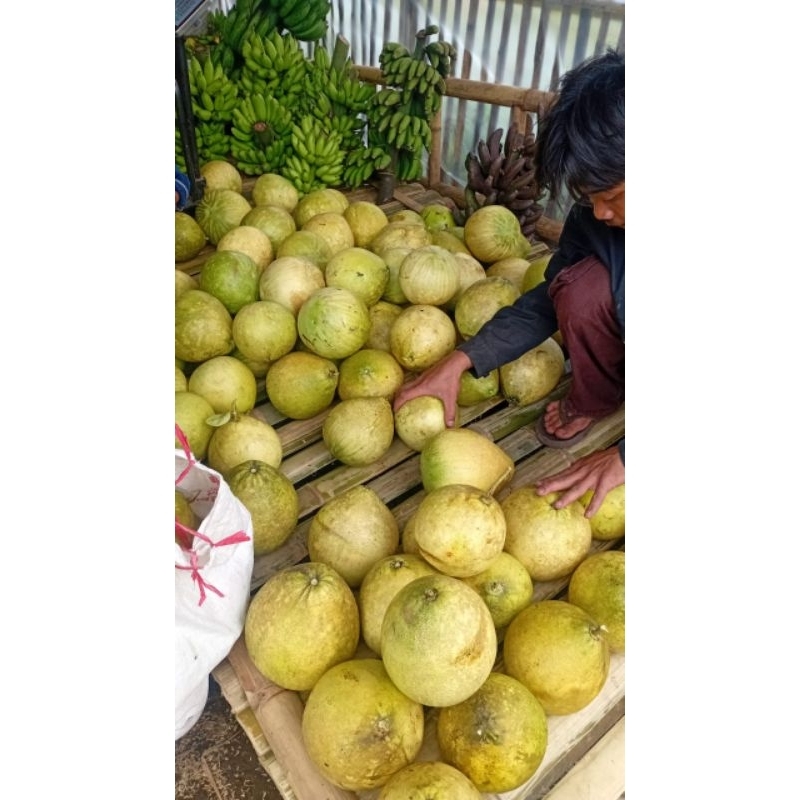 

Buah Segar
