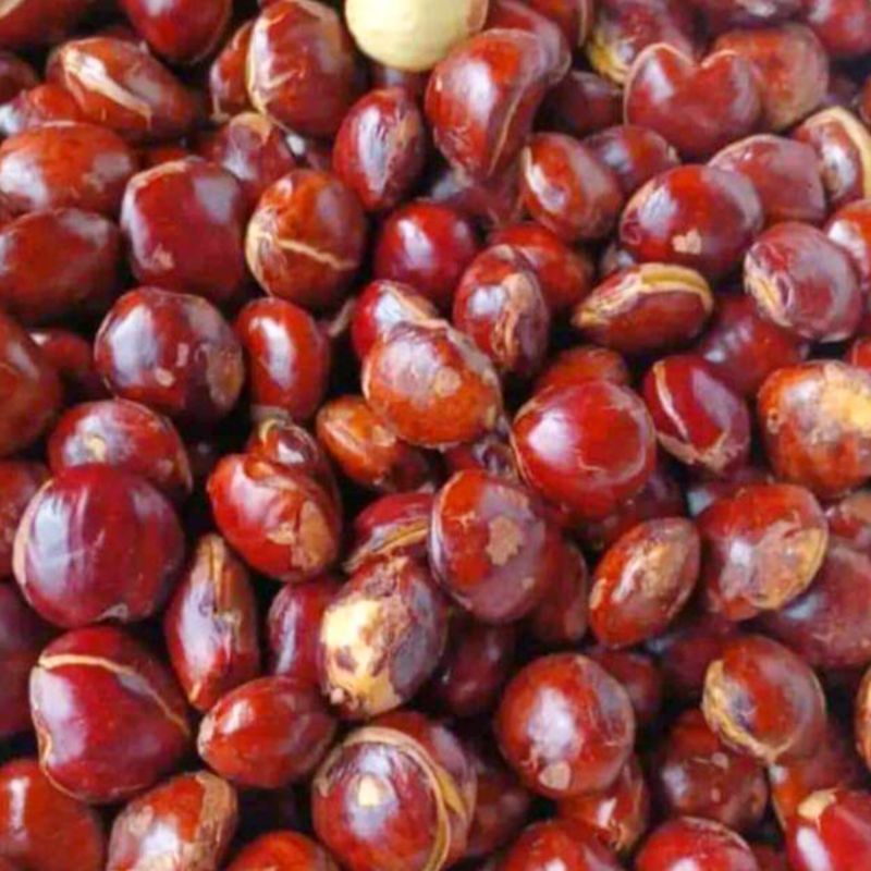 

Jengkol Tua Pilihan 1 KG