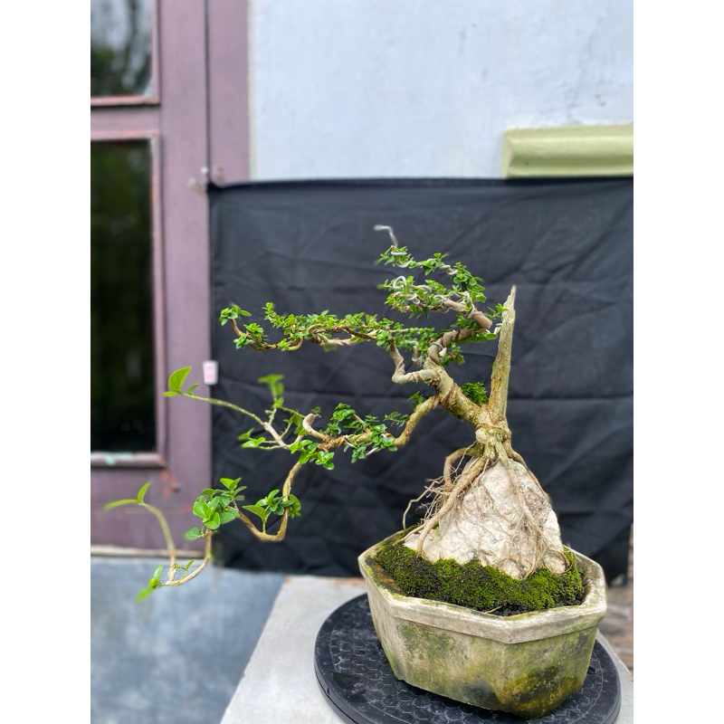 bonsai sancang on the rock
