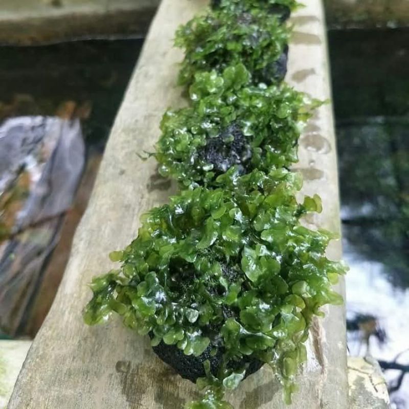 pelia media wabikusa aquarium
