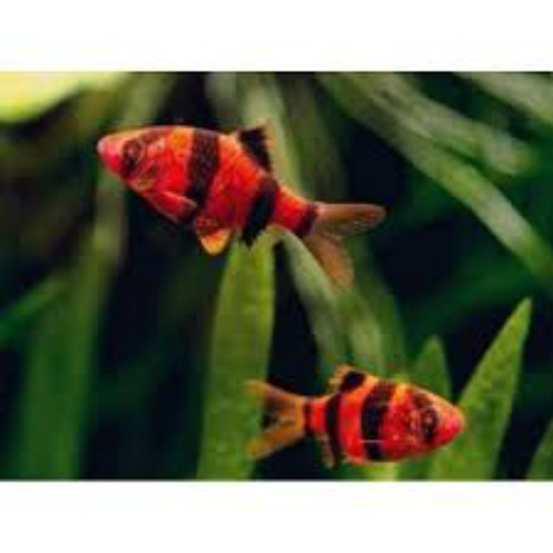 Sumatra Tiger warna merah /ikan hias/aquarium/aquascape