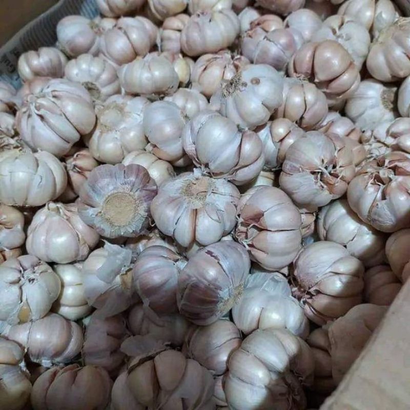 

bawang putih banci kering berat 250grm