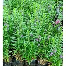 BIBIT BUNGA LAVENDER