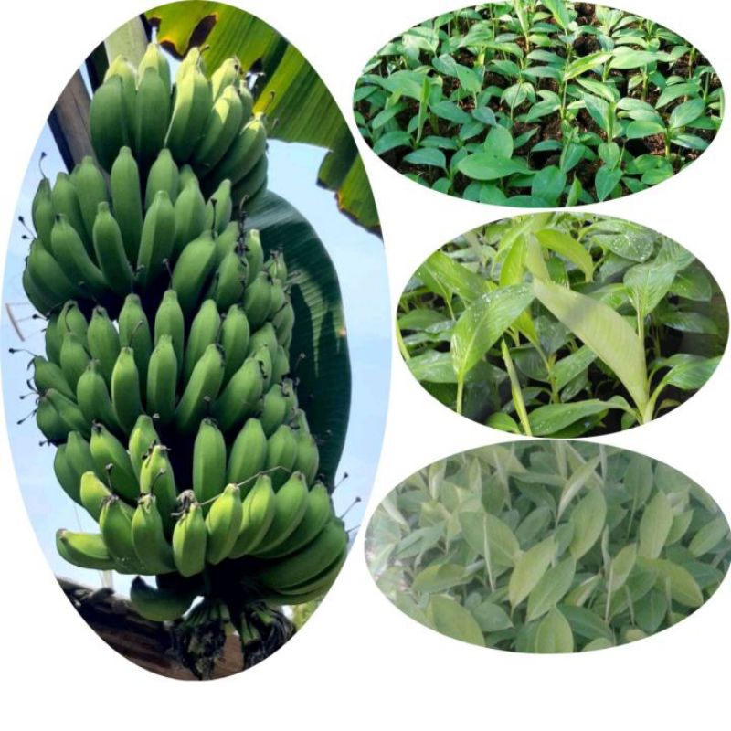 bibit pisang raja ijo