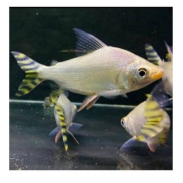 IKAN YFF / Ikan yellow feifeng sehat berkwalitas.